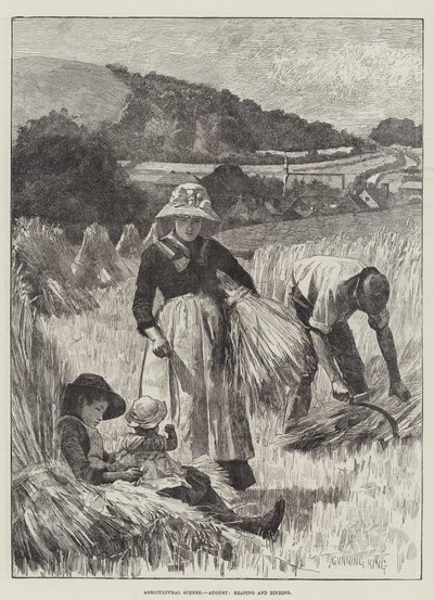 Escenas agrícolas, agosto, cosecha y atado de Gunning King